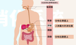 人体的消化系统,结构、功能与疾病解析