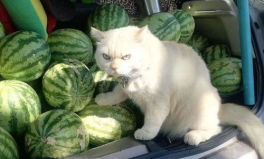 吃瓜网红少女猫猫,吃瓜少女的萌宠日常